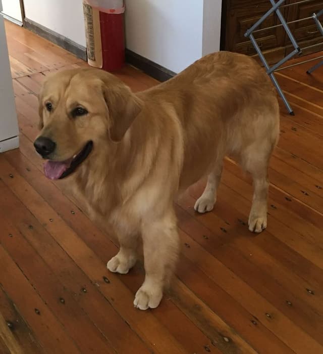Golden Retriever Puppies media 8