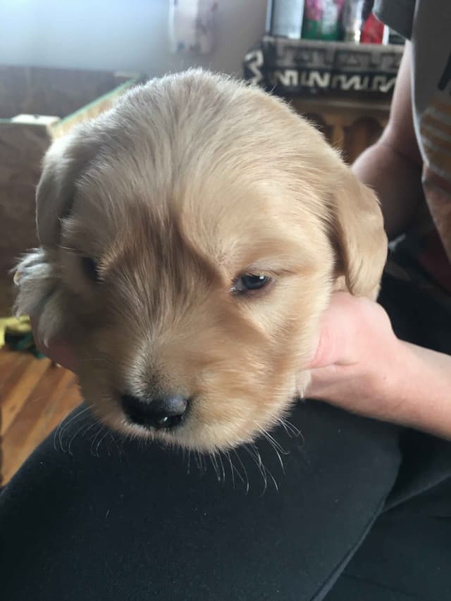 Golden Retriever Puppies media 10