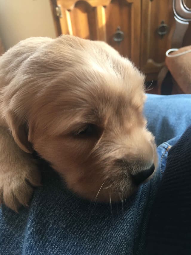 Golden Retriever Puppies media 11