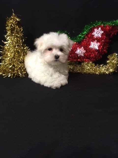 Maltese Puppies breeder image 1
