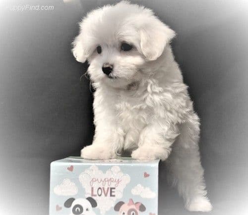 Maltese Puppies breeder image 2