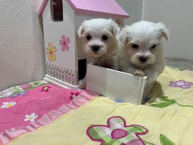 Maltese Puppies media 9