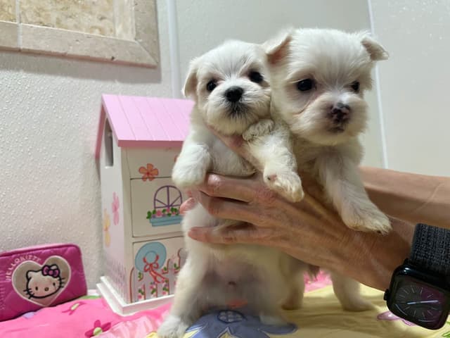 Maltese Puppies media 8