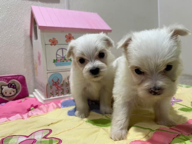 Maltese Puppies media 6