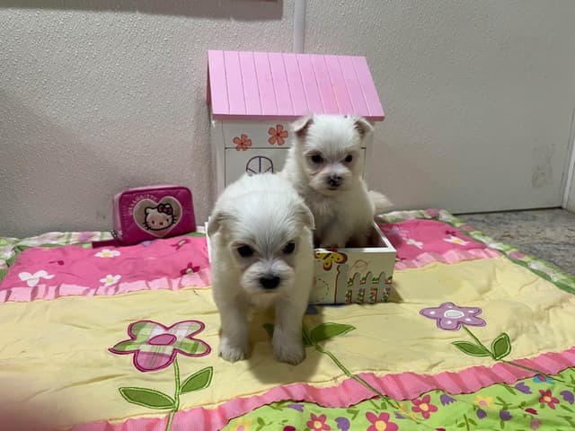 Maltese Puppies media 7