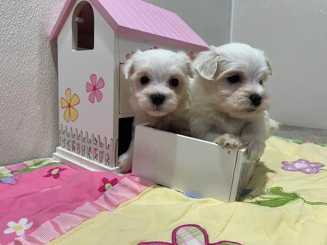 Maltese Puppies media 5