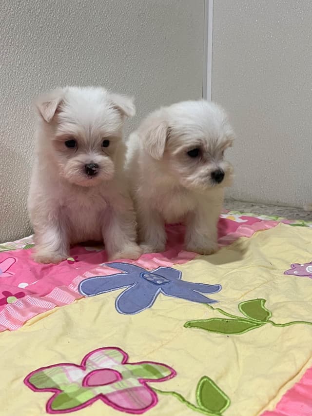 Maltese Puppies media 4