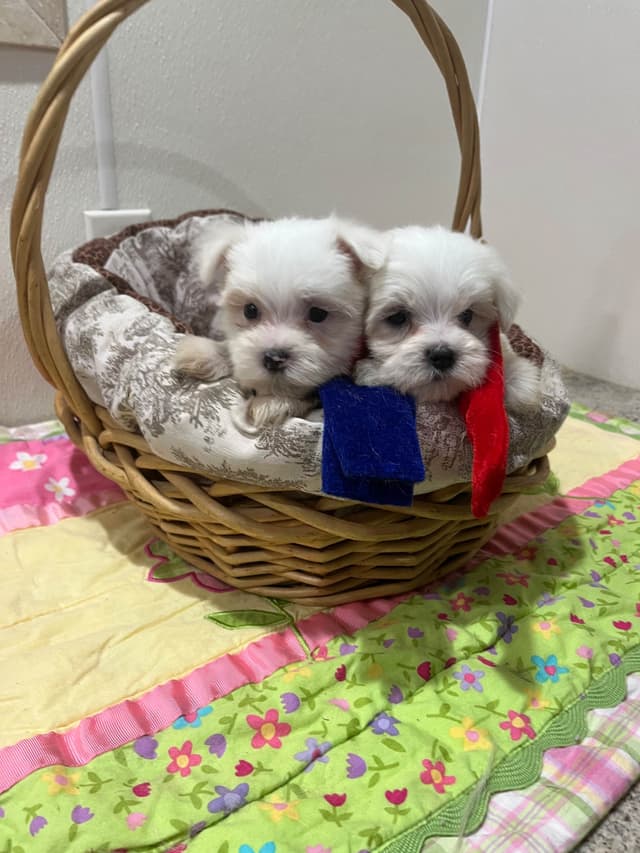 Maltese Puppies media 3