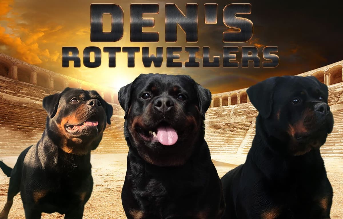 Rottweiler Puppies breeder image 1