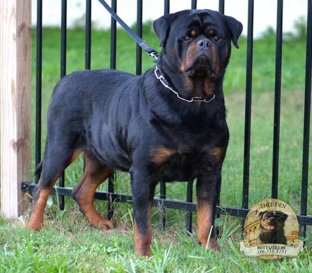 Rottweiler Puppies media 2