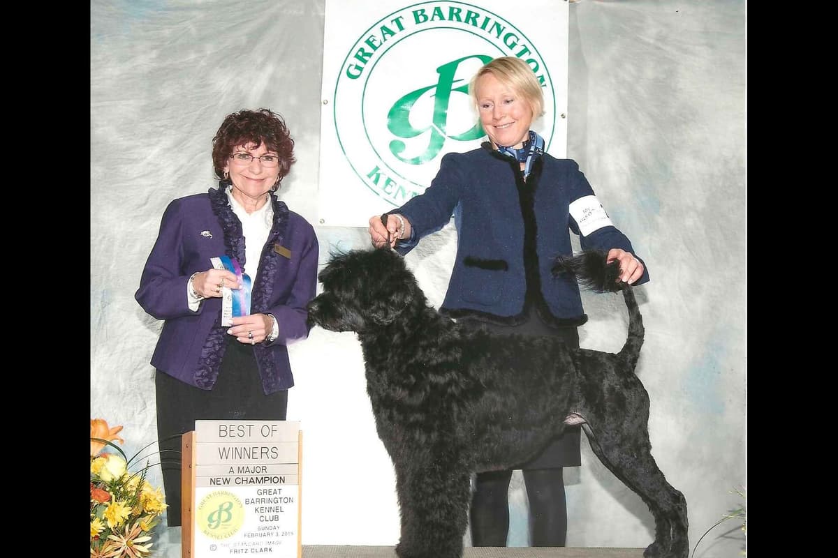 Blue Run (R) Portuguese Water Dog Puppies breeder image 5