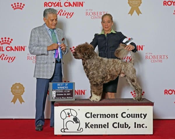 Blue Run (R) Portuguese Water Dog Puppies breeder image 7