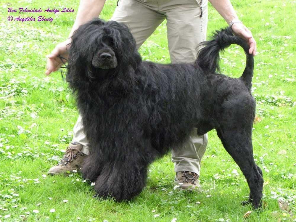 Blue Run (R) Portuguese Water Dog Puppies breeder image 9