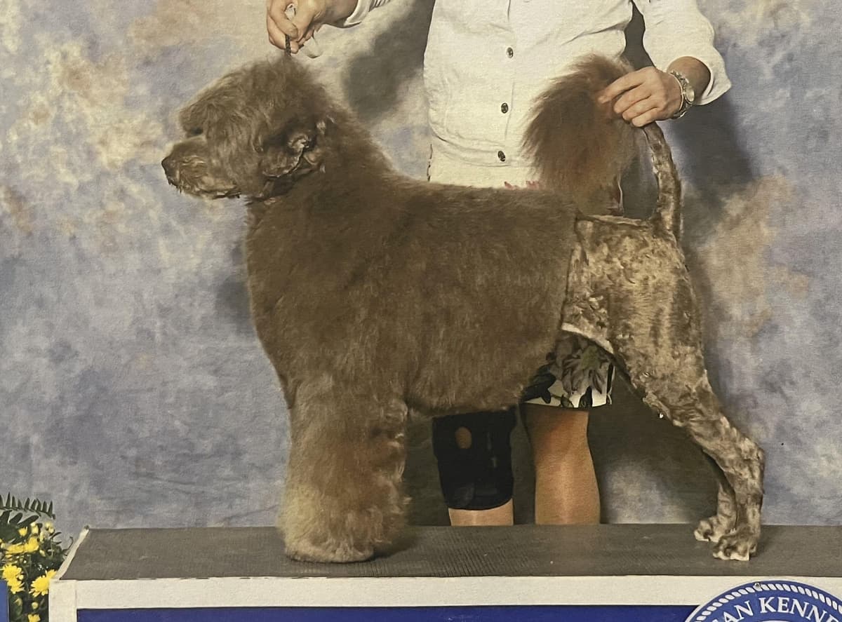 Blue Run (R) Portuguese Water Dog Puppies breeder image 1