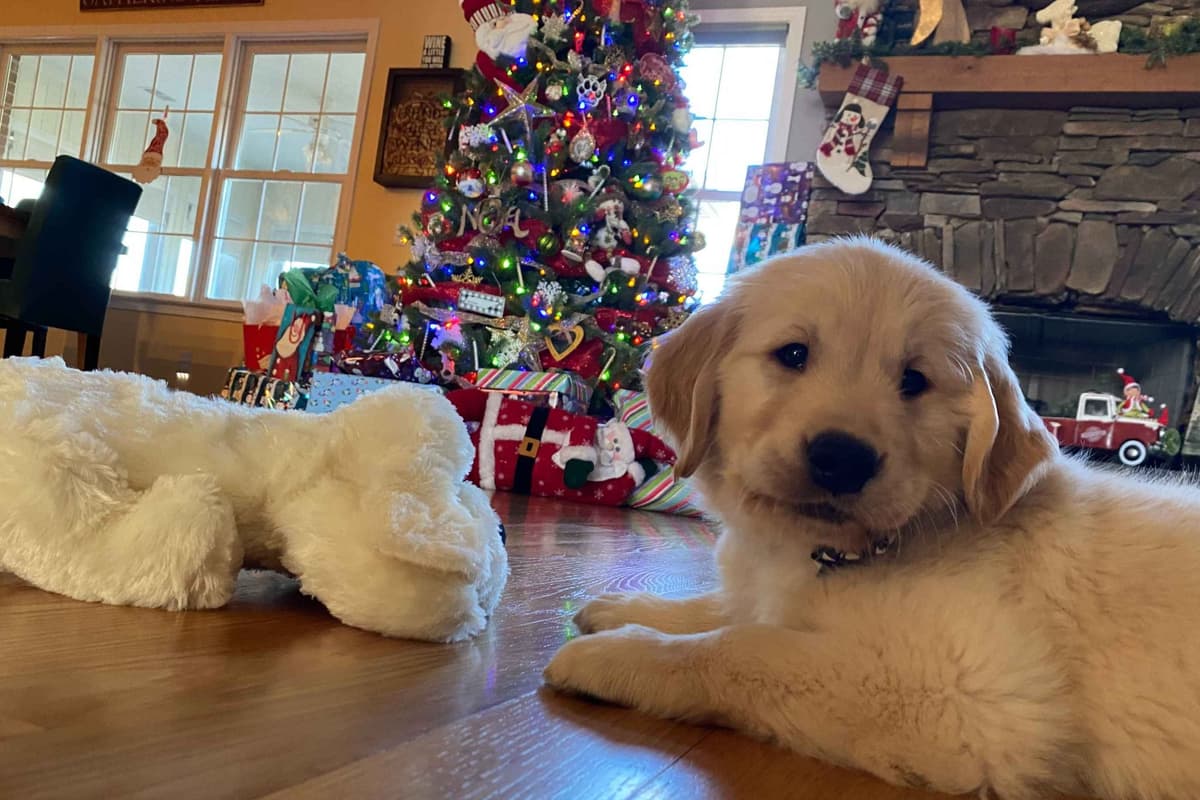 Autumns Goldens breeder image 19