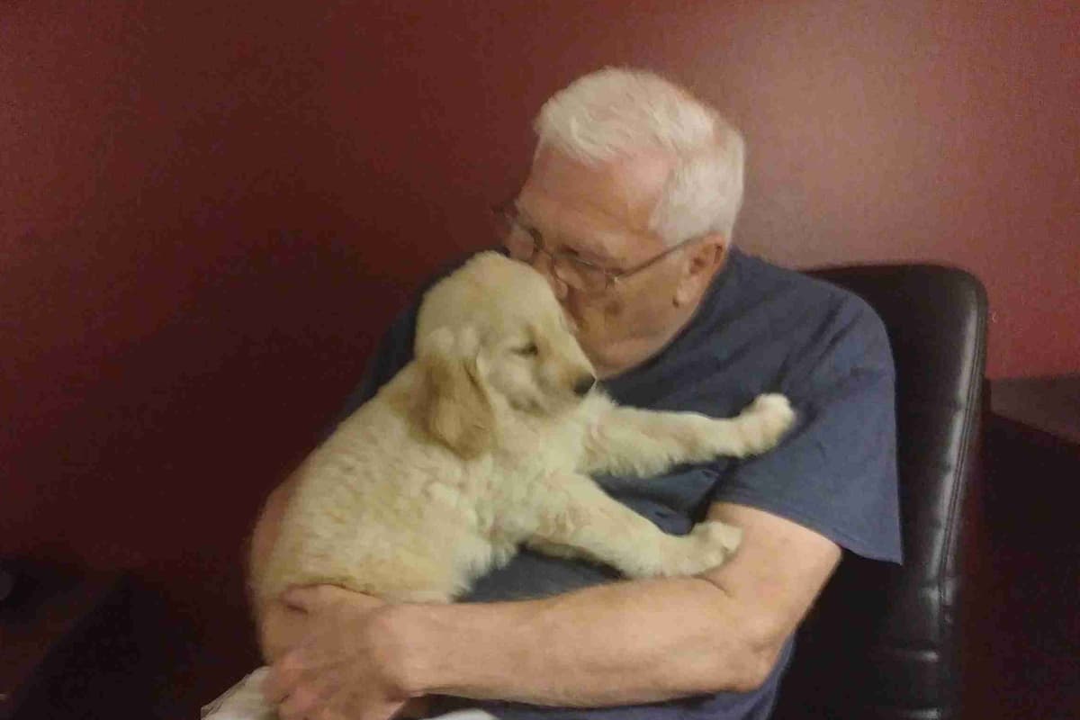 Autumns Goldens breeder image 20