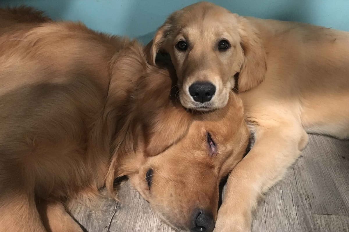Autumns Goldens breeder image 21