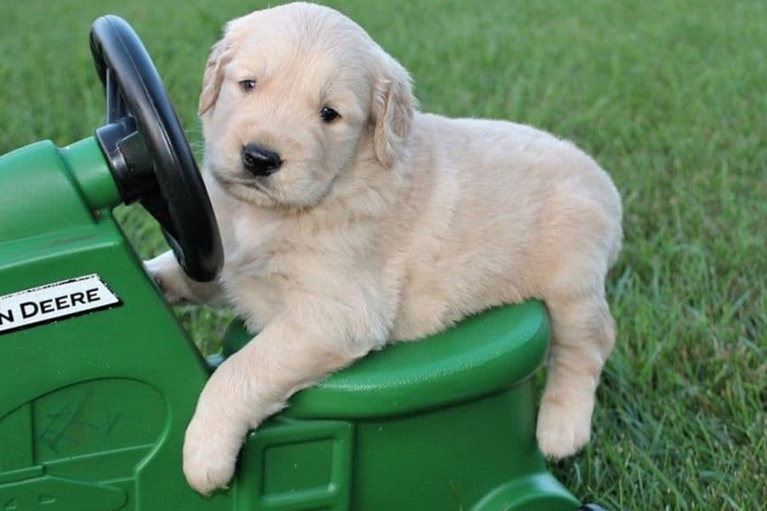Autumns Goldens breeder image 22