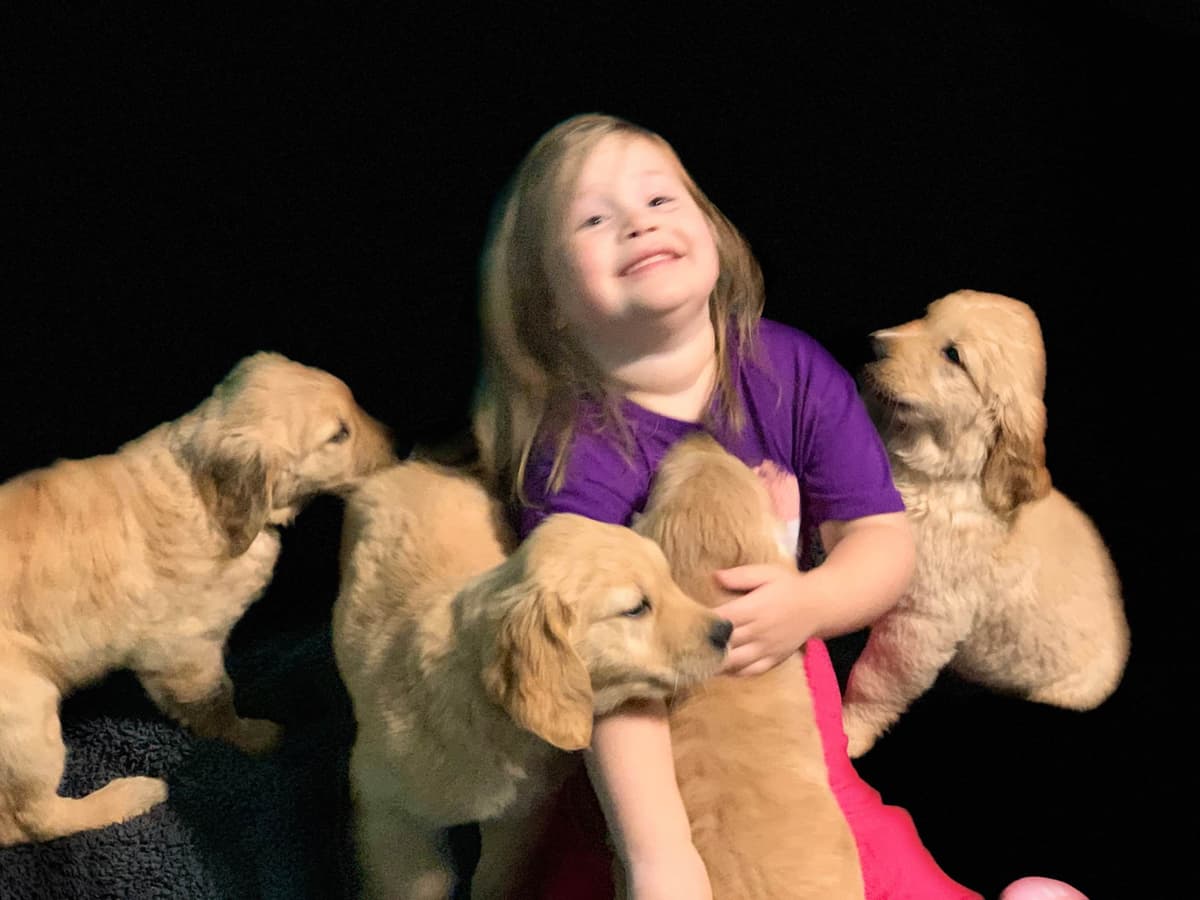 Autumns Goldens breeder image 25
