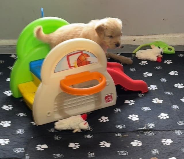 Autumns Goldens media 7