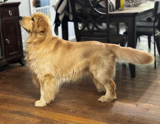 Autumns Goldens media 3