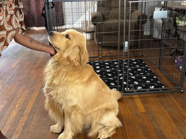 Autumns Goldens media 4