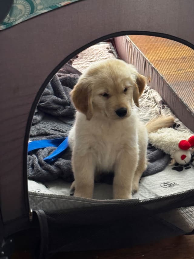 Autumns Goldens media 2