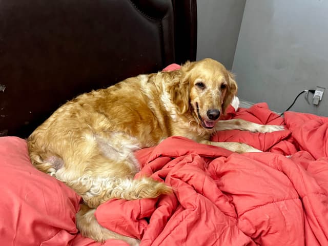 Autumns Goldens media 5
