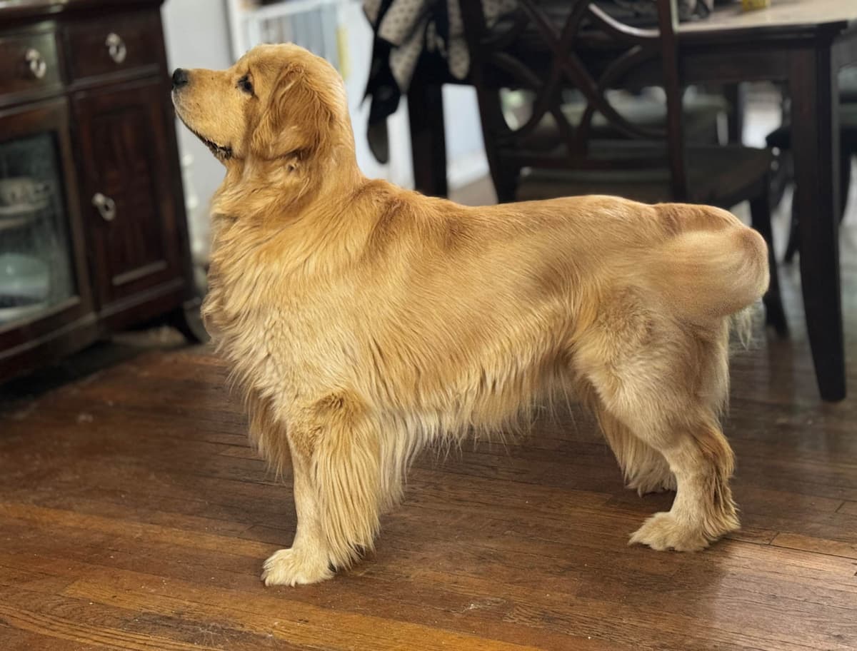 Autumns Goldens breeder image 29
