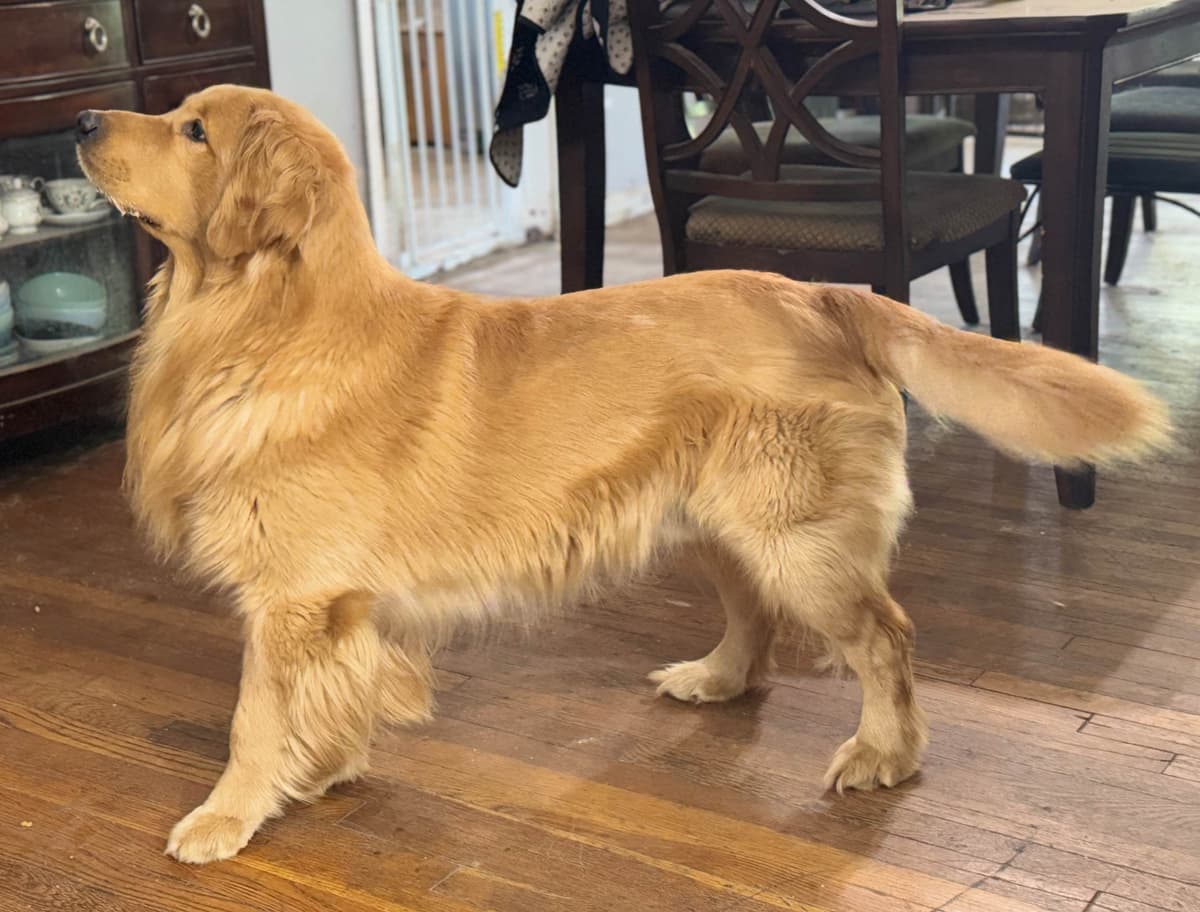 Autumns Goldens breeder image 26