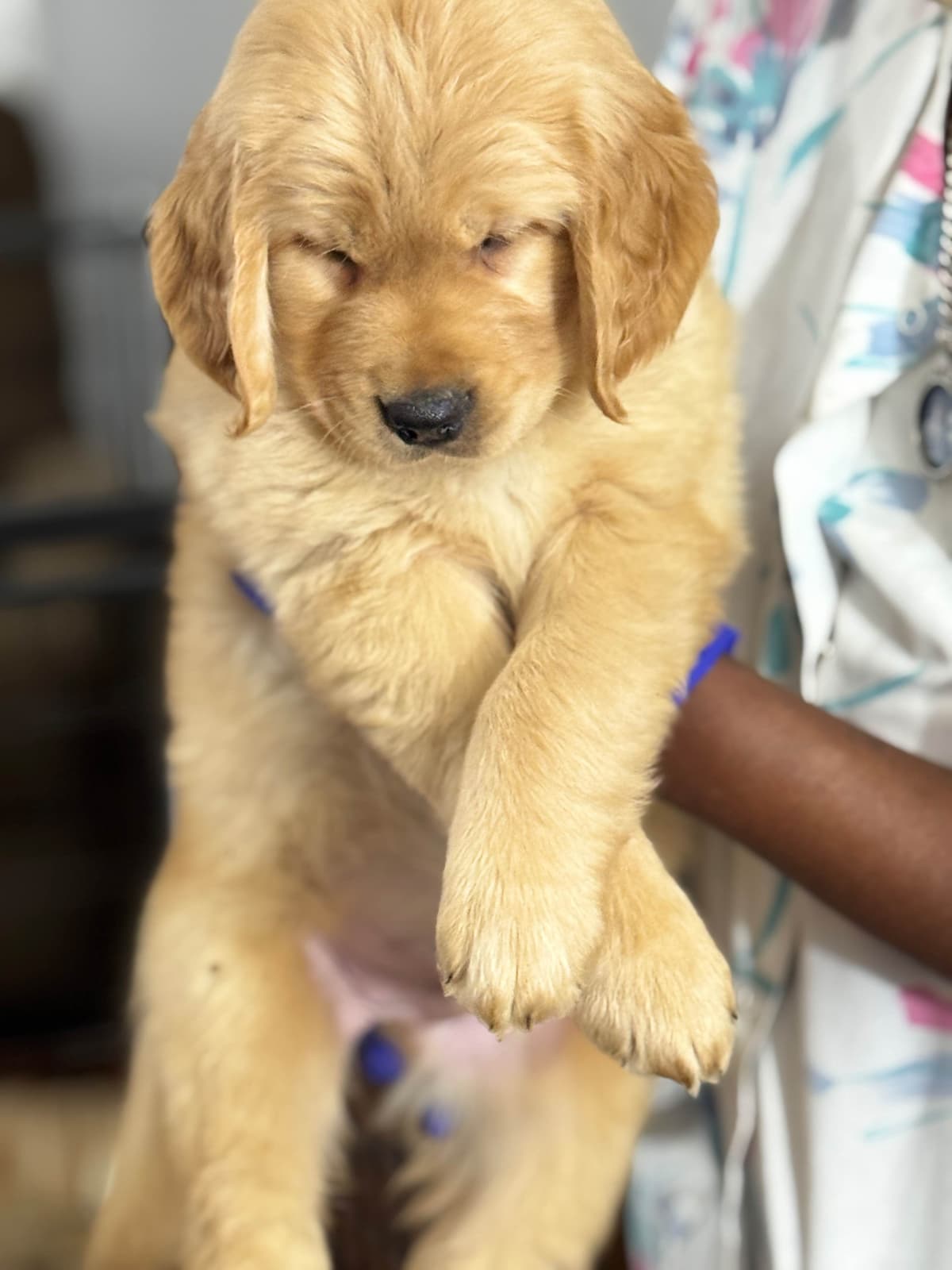 Autumns Goldens breeder image 28
