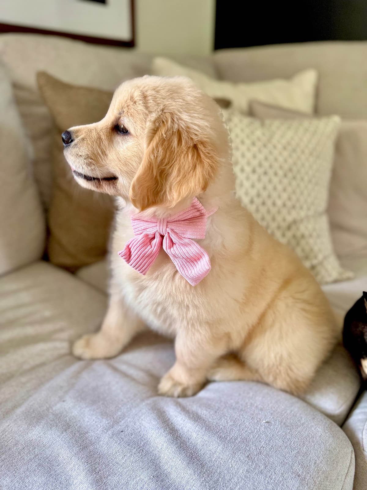Autumns Goldens breeder image 3