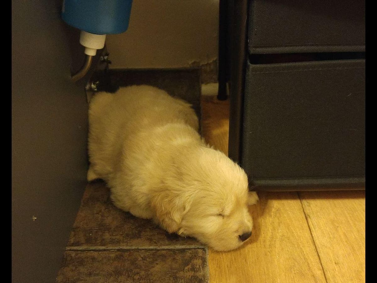 Cavalier King Charles Spaniel Puppies breeder image 11