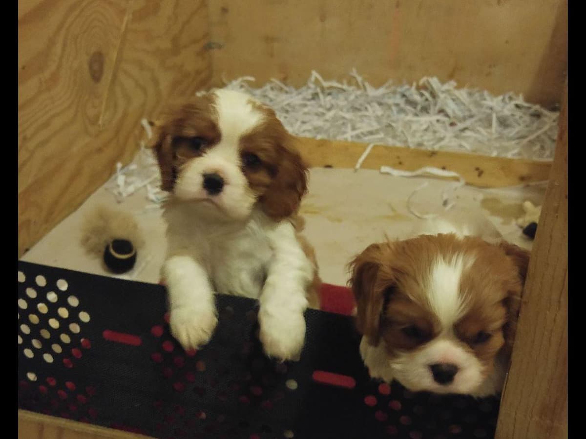 Cavalier King Charles Spaniel Puppies breeder image 13