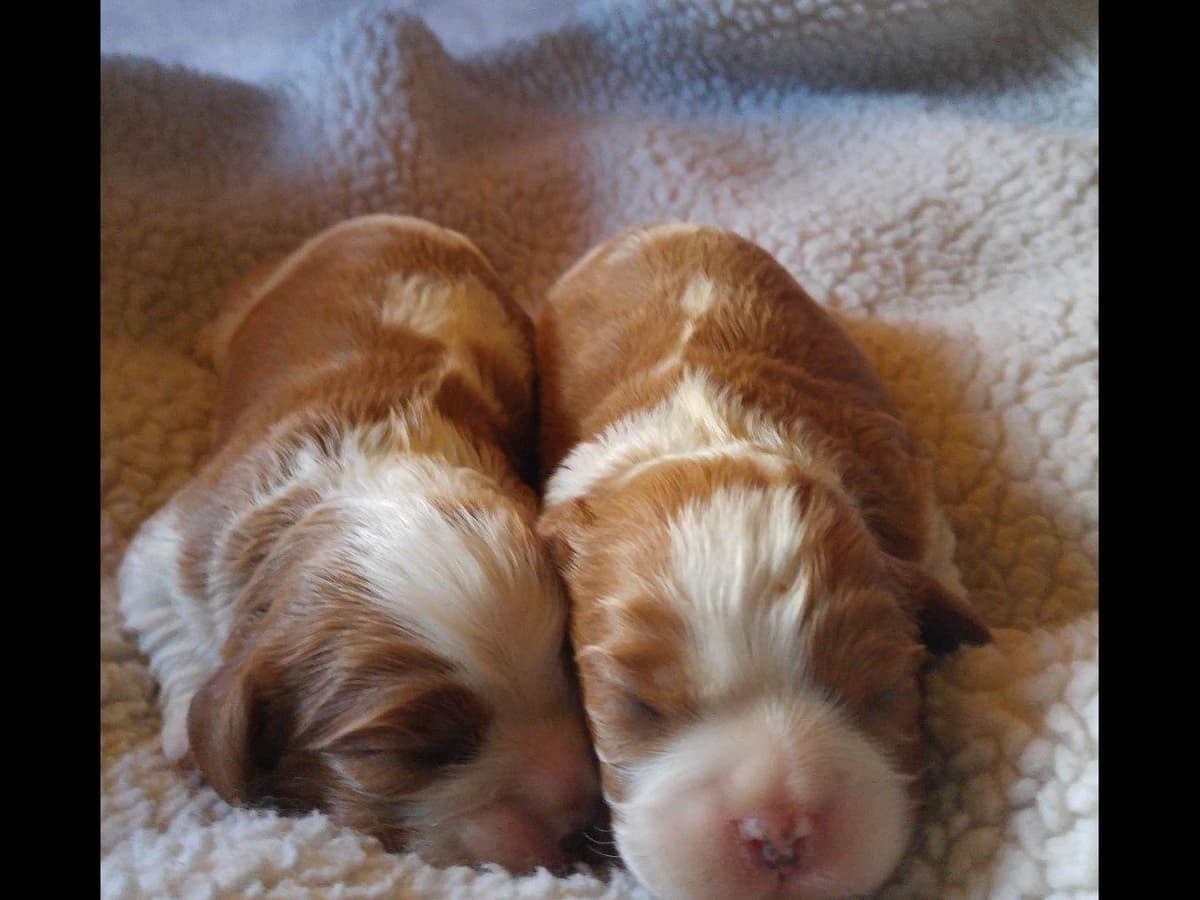 Cavalier King Charles Spaniel Puppies breeder image 14