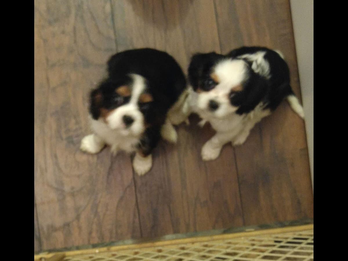 Cavalier King Charles Spaniel Puppies breeder image 15