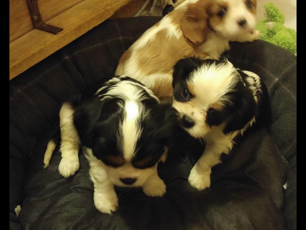 Cavalier King Charles Spaniel Puppies breeder image 16