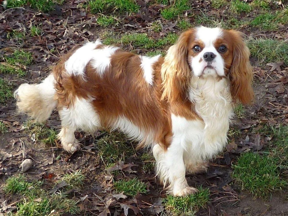 Cavalier King Charles Spaniel Puppies breeder image 17