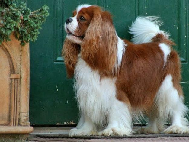 Cavalier King Charles Spaniel Puppies breeder image 18