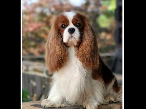 Cavalier King Charles Spaniel Puppies breeder image 19