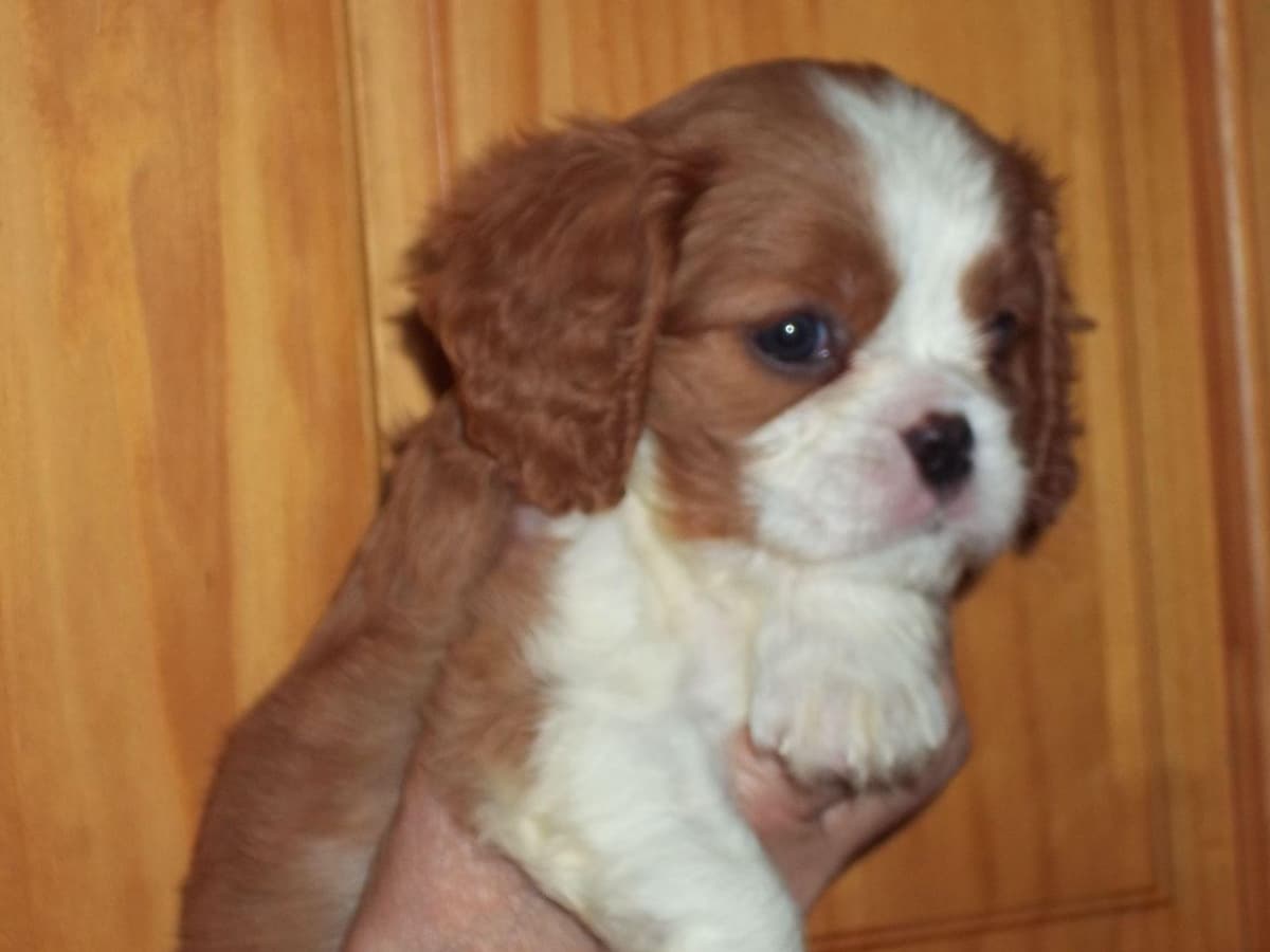 Cavalier King Charles Spaniel Puppies breeder image 20