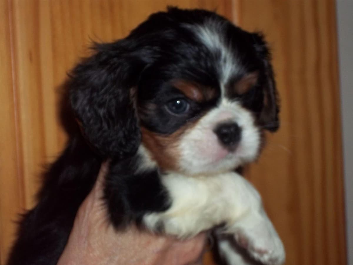 Cavalier King Charles Spaniel Puppies breeder image 21