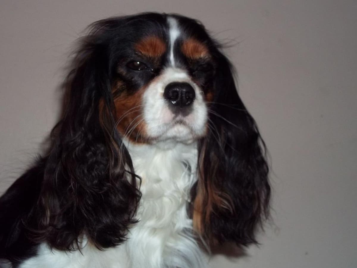 Cavalier King Charles Spaniel Puppies breeder image 22