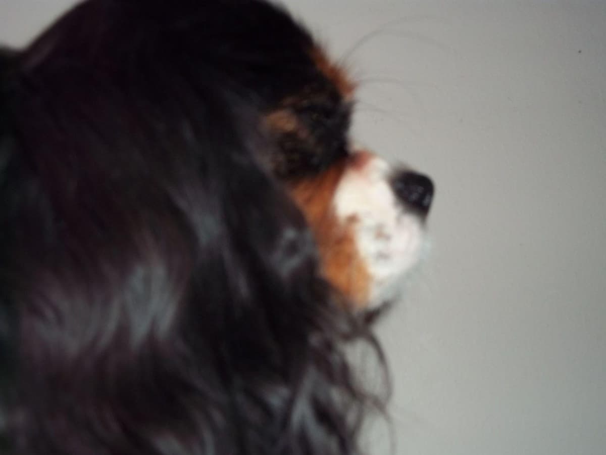 Cavalier King Charles Spaniel Puppies breeder image 24