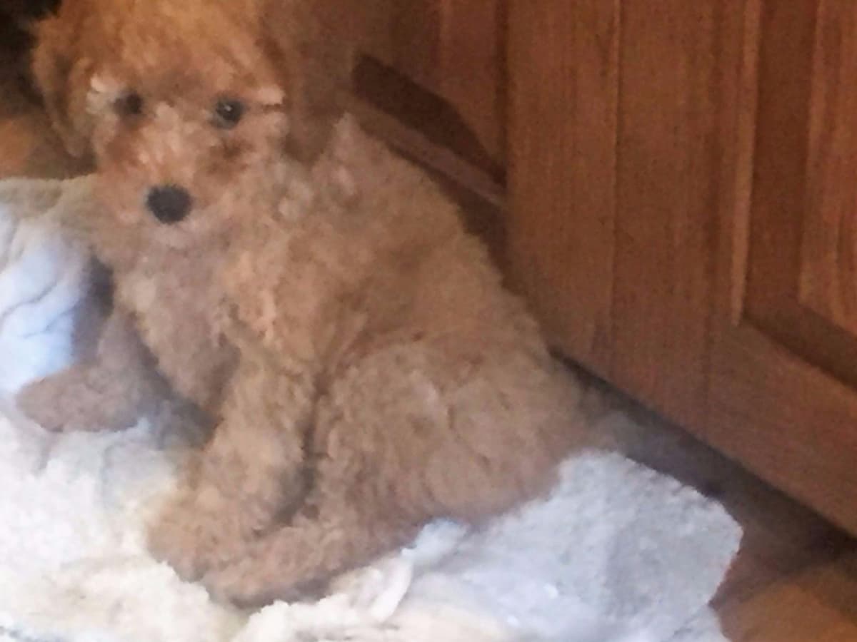 Two dark red boy Miniature Poodle puppies availalbe! breeder image 1