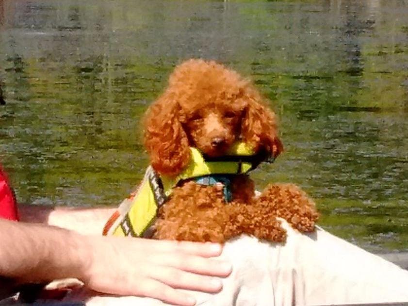 Two dark red boy Miniature Poodle puppies availalbe! breeder image 2