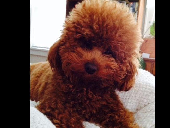 Two dark red boy Miniature Poodle puppies availalbe! breeder image 3