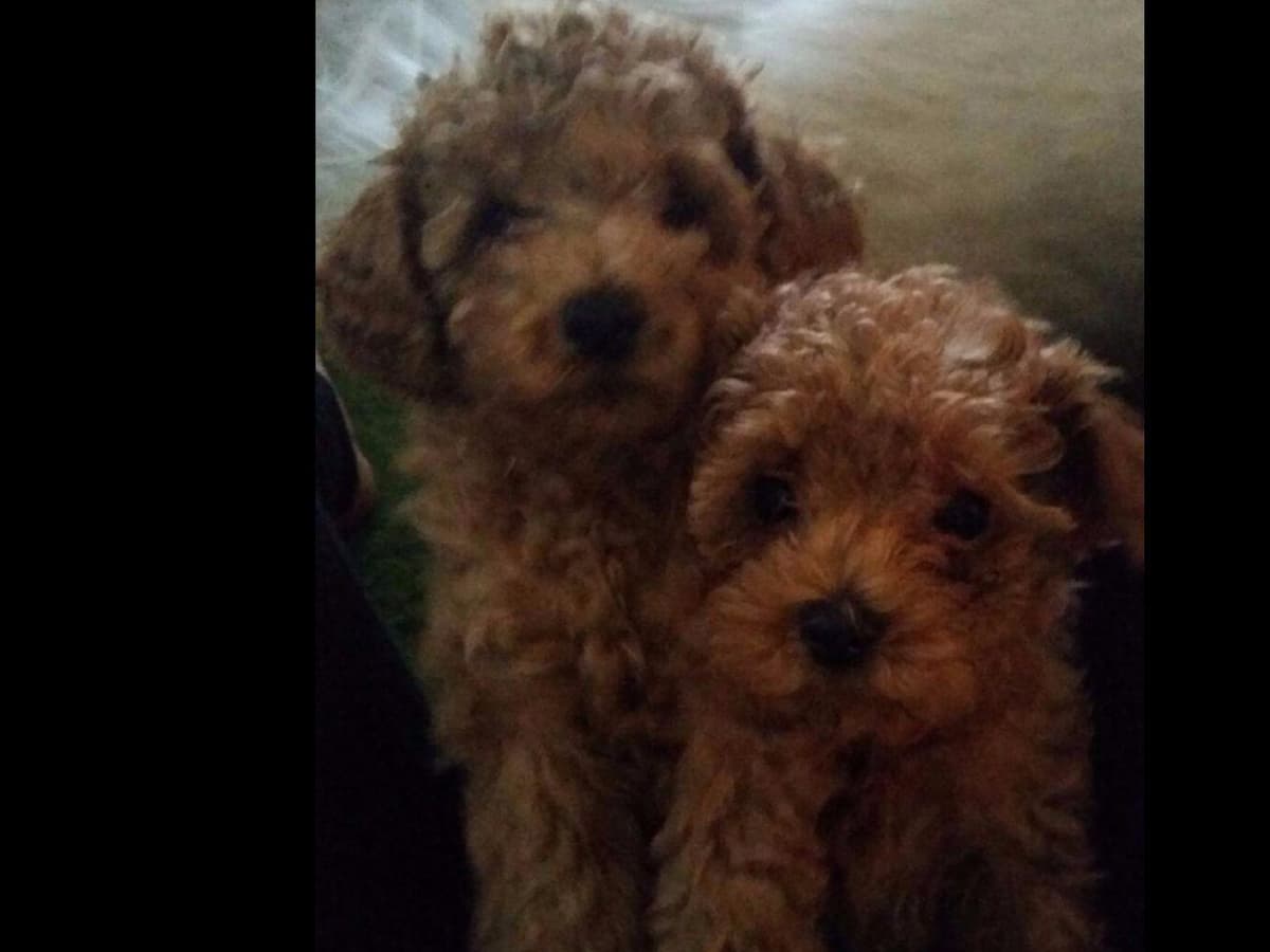 Two dark red boy Miniature Poodle puppies availalbe! breeder image 4