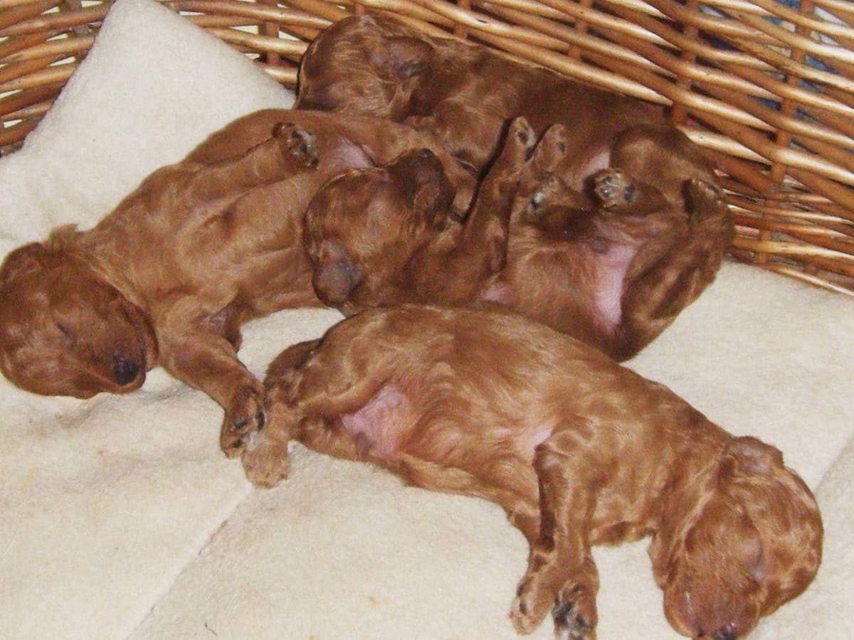 Two dark red boy Miniature Poodle puppies availalbe! breeder image 5