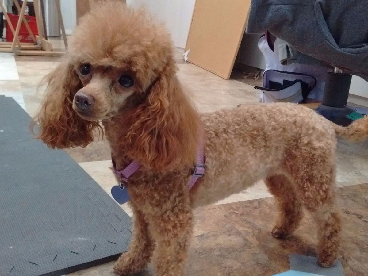 Two dark red boy Miniature Poodle puppies availalbe! breeder image 6